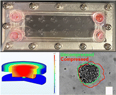 Graphical abstract: Viscoelastic properties of tumor spheroids revealed by a microfluidic compression device and a modified power law model