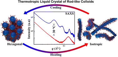 Graphical abstract: From lyotropic to thermotropic behavior: solvent-free liquid crystalline phases in polymer–surfactant-conjugated rod-shaped colloidal viruses