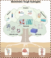 Graphical abstract: Multiscale hierarchical design of tough hydrogels: from natural to biomimetic