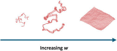Graphical abstract: The shape of ribbons: from polymers to surfaces
