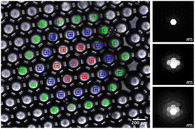 Graphical abstract: Probing and modeling cell–cell communication in 2D biomimetic tissues