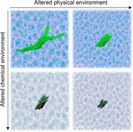 Graphical abstract: Physico-chemical regulation of bacterial growth success under 3D confinement