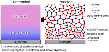 Graphical abstract: Molecular picture of curing and incomplete cross-linking of epoxy at a solid interface