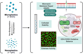 Graphical abstract: Tiny plastic, big trouble: how polystyrene nanoparticles impact DNA-damage repair deficient cervical cancer cells