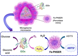 Graphical abstract: Modular coupling of iron nanozymes and natural enzymes in responsive microgel reactors for enhanced cascade catalysis