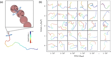 Graphical abstract: Supercoiling DNA with a free end