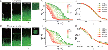 Graphical abstract: Revealing liquid–gas transitions with finite-size scaling in experimental and simulation systems confined by an external field