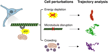 Graphical abstract: The influence of cellular energy status, microtubules, and crowding on mitochondrial motion