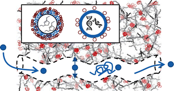 Graphical abstract: Drug & virus transport across biological barriers: interactions, diffusion, partitioning, permeability, and selectivity