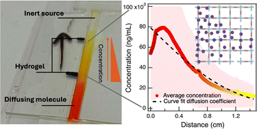 Graphical abstract: A technique to create hydrogels with tethered concentration gradients of molecules in vitro