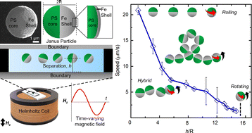 Graphical abstract: Steady rotation and wall-mediated dynamics of magnetic Janus particles in oscillating fields