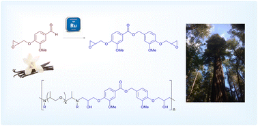 Graphical abstract: Ruthenium-catalyzed dimerization of vanillin for the formation of a biobased epoxy thermoset resin