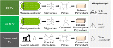 Graphical abstract: Life-cycle analysis of microalgae-based polyurethane foams