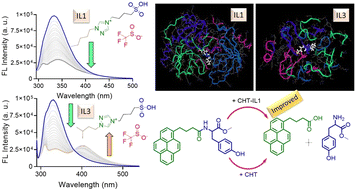 Graphical abstract: Divergent binding modes direct functional modulation: toward next-generation ionic liquids for enzyme stabilization and biocatalysis