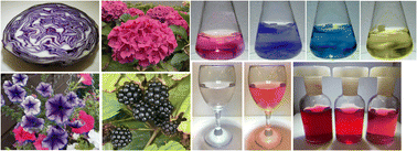 Graphical abstract: Colourful chemistry of anthocyanins: a tutorial review of applications of anthocyanins in school and university teaching