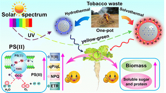 Graphical abstract: Tobacco-waste homologous red-/blue-emitting carbon dots for enhancing photosynthesis