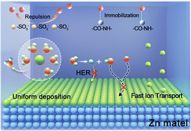 Graphical abstract: Polyanion hydrogel electrolyte with a high Zn2+ transference number for dendrite-free aqueous zinc-ion batteries