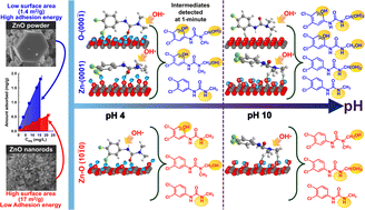 Graphical abstract: Facet-dependent adsorption and its effect on photocatalytic reactions: insights from diuron degradation on zinc oxide surfaces