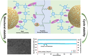 Graphical abstract: A Rigid-flexible binder for sulfurized polyacrylonitrile cathodes for rechargeable lithium batteries