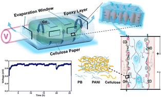 Graphical abstract: Spontaneous cyclic transport mediated hydrovoltaic energy harvesting utilizing PB-PANI infused hierarchical porous wood structures