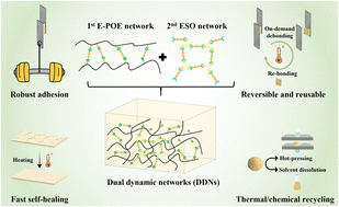 Graphical abstract: Engineering tunable dual dynamic networks toward strong yet reversible adhesion, healable and recyclable polyolefin elastomer-based adhesives