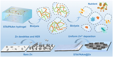 Graphical abstract: Biodegradable starch-based hydrogel as a multifunctional SEI for ultra-stable and flexible zinc-ion batteries