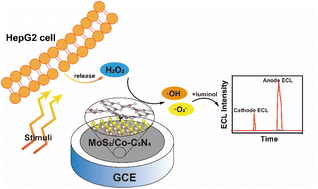 Graphical abstract: Single-atom catalysts integrated with semiconductors for constructing a dual-potential electrochemiluminescence sensor for intracellular H2O2 detection
