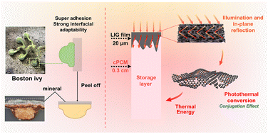 Graphical abstract: Bionic Boston ivy adhesive foot – photothermal flexible phase change hydrogel