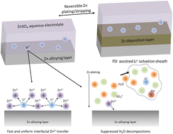 Graphical abstract: Lithium ion mediated interfacial transfer and solvation structure enable stable zinc-alloying interface for aqueous zinc battery