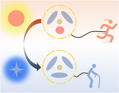 Graphical abstract: The mechanism of Li+ transport in an ether-based electrolyte