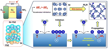 Graphical abstract: Factors governing surface reactions leading to nitridation of nickel catalysts in ammonia-fueled solid oxide fuel cells