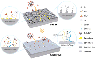 Graphical abstract: Synergistic modulation of desolvation kinetics and Zn2+ flux in a dual-biopolymer interface for stable zinc anodes
