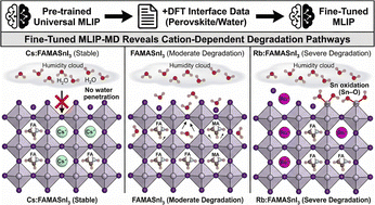Graphical abstract: Dynamic origins of cation-modulated stability in tin-based perovskites revealed through combined fine-tuned machine learning interatomic potentials and experiments