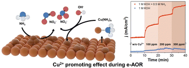 Graphical abstract: Promoting effect of Cu2+ ions on electrochemical ammonia oxidation using CuO electrocatalysts