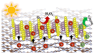 Graphical abstract: Enhanced photocatalytic hydrogen peroxide production over g-C3N4/MoS2 composites through phase-interface engineering: electron transfer and synergy mechanism