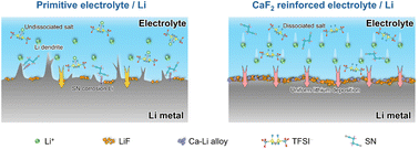 Graphical abstract: Synergistic regulation of bulk and interfacial properties in PEO electrolyte using CaF2 for stable lithium metal batteries