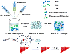 Graphical abstract: A self-gelling hemostatic powder driven by hydrogen bonding and electrostatic interactions with antibacterial and antioxidant properties