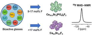 Graphical abstract: Multi-component SiO2–P2O5–Na2O–K2O–CaO–SrO–ZnO–CaF2–SrF2 bioactive glass with a lower fluoride content can form strontium-containing fluorapatite: a 19F MAS-NMR analysis