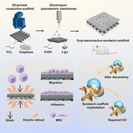 Graphical abstract: A self-powered sandwich-structured scaffold with dual-electroactive properties to regenerate damaged intervertebral discs after discectomy