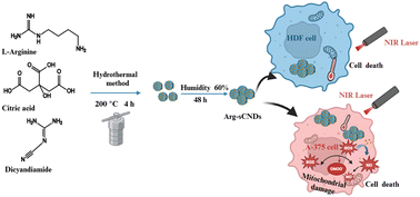 Graphical abstract: NO-producing Arg-sCNDs for combined photothermal and gas effects in cancer cell ablation