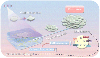 Graphical abstract: Matrix viscoelasticity drives cell cluster formation to counteract cellular senescence