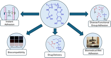 Graphical abstract: Multifunctional bio-inspired biomedical adhesive featuring fast-acting adhesion for topical drug delivery