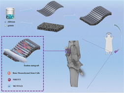Graphical abstract: Biomass bilayer membranes with an asymmetric structure to promote a tendon–bone interface healing mechanism