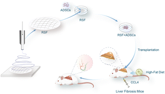 Graphical abstract: Adipose derived mesenchymal stem cell-seeded regenerated silk fibroin scaffolds reverse liver fibrosis in mice