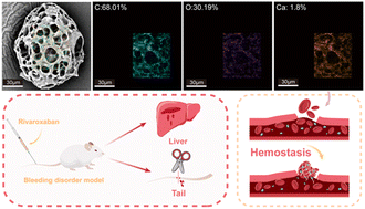 Graphical abstract: Calcium loaded biodegradable porous microspheres for the hemostasis of coagulopathy