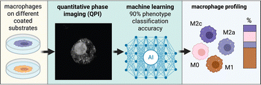 Graphical abstract: Machine learning-based label-free macrophage phenotyping in immune-material interactions