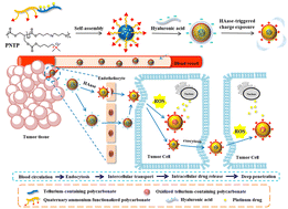 Graphical abstract: pH-Independent charge-reversal strategy for enhanced tumor penetration based on hyaluronidase-responsive tellurium-containing polycarbonate nanocarriers