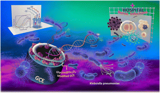 Graphical abstract: Development of a glycine-modified iron oxide nanoparticle-electrochemical biosensor for specific detection of Klebsiella pneumoniae DNA