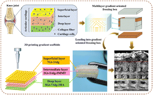 Graphical abstract: A 3D printed multilayer biomimetic scaffold with a gradient-oriented structure for articular cartilage repair