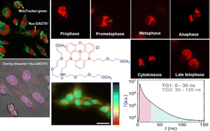 Graphical abstract: A water-soluble, long fluorescent lifetime DNA probe for real-time dynamic visualization of mitosis in live cells and applicability for FLIM/time-gated imaging